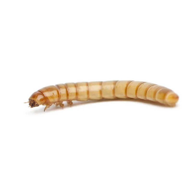 Pisces Regular Mealworms - 100-Pack