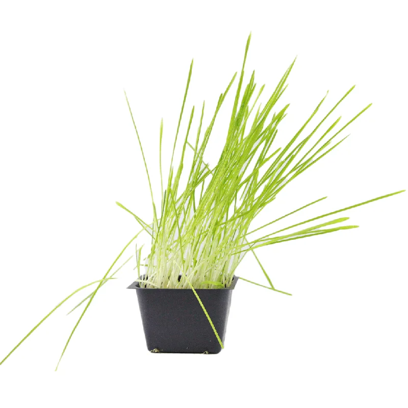 Pre-Grown Cat Grass