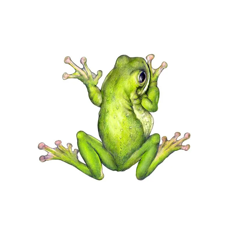 [SA-108] Giant Tree Frog Stock Art