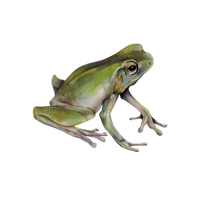 [SA-109] Whites Tree Frog 2] Stock Art