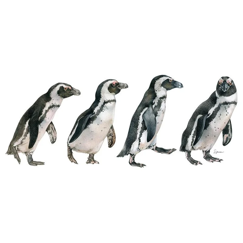 [SA-161] African Penguin Row Stock Art