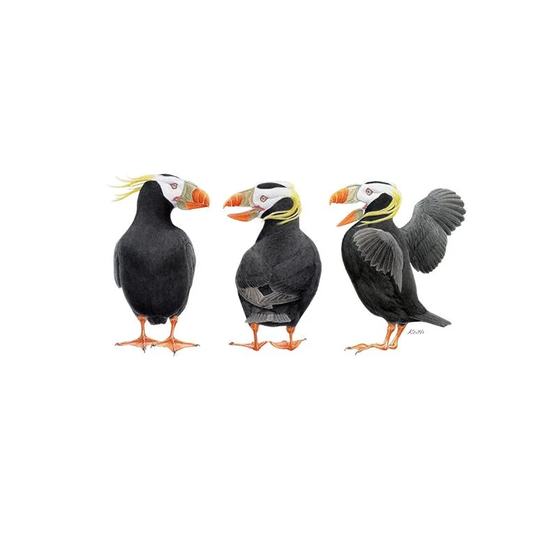 [SA-181] Tufted Puffin Trio Stock Art