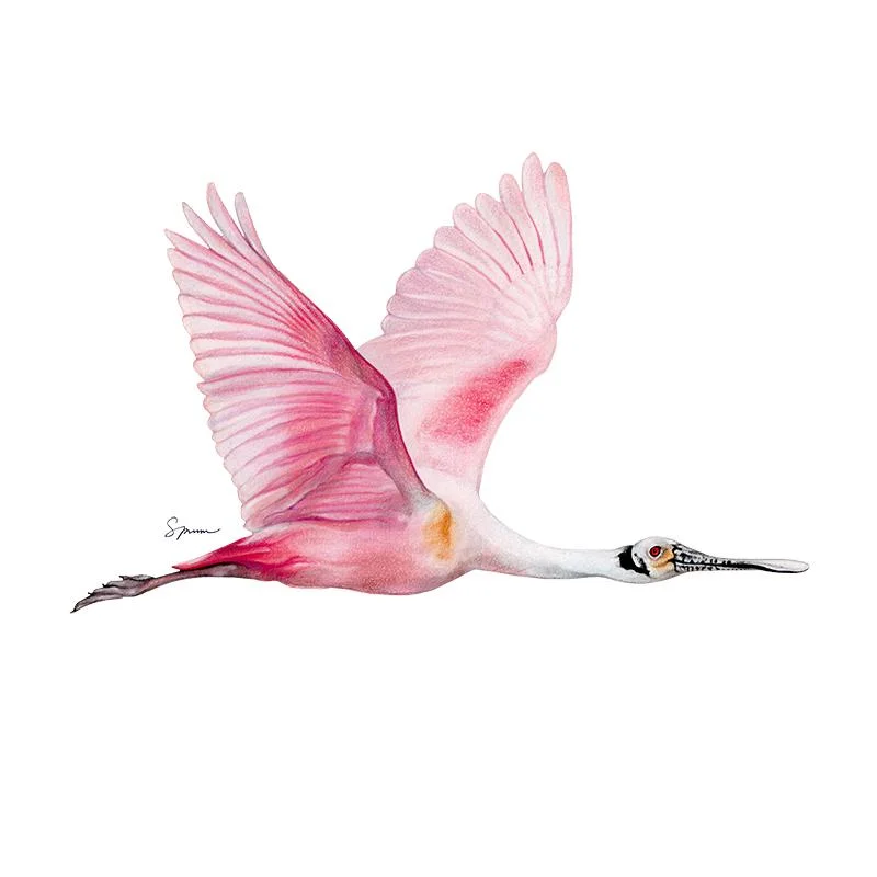 [SA-190] Roseate Spoonbill Stock Art