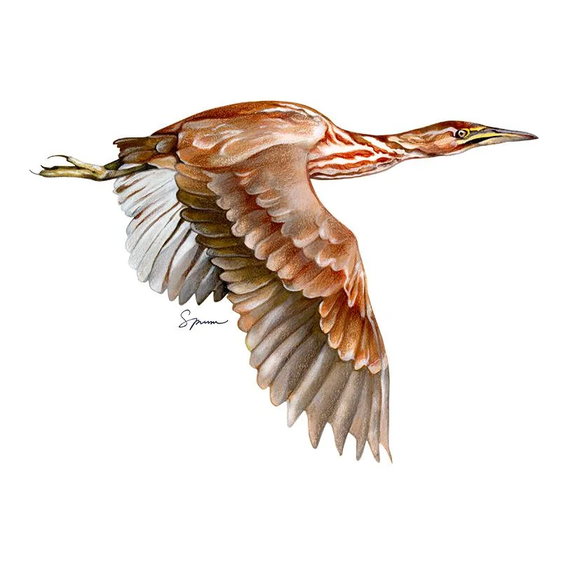 [SA-191] Bittern Stock Art