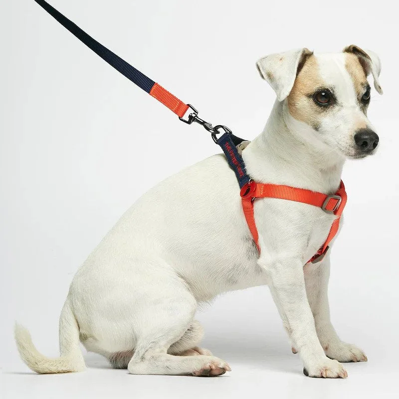 Sonia Dog Harness